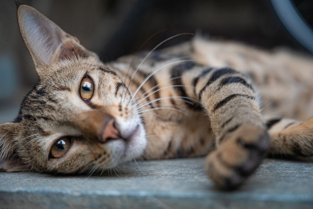 Photograph by Atul Sharma