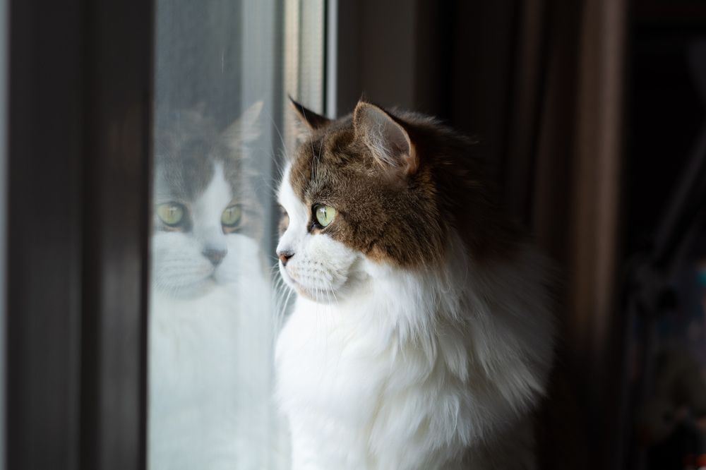 Кошка Цири смотрит в окно