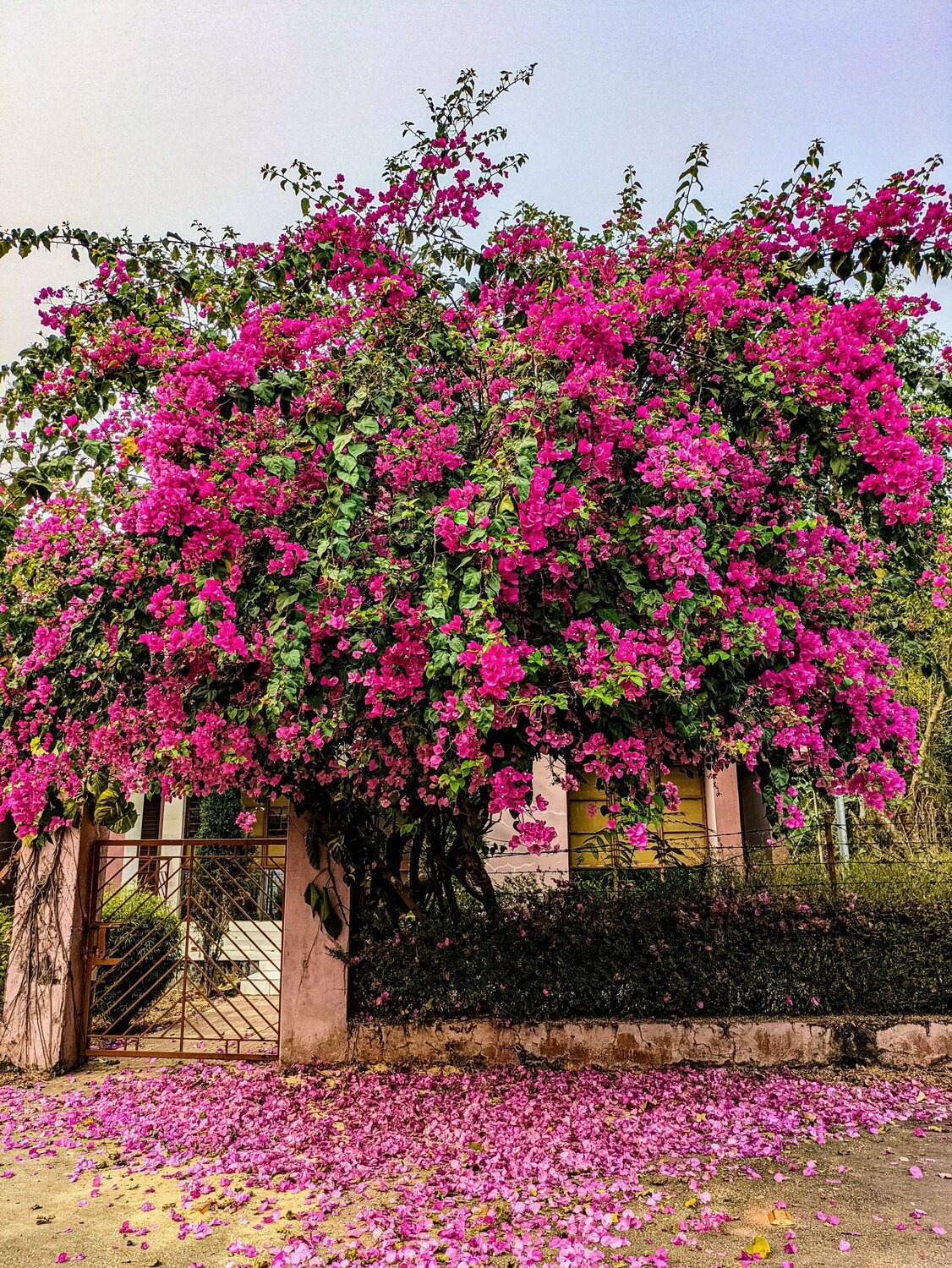 Bougainvillea Bliss