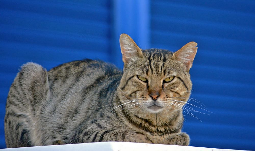 Photograph by Александр Каплан