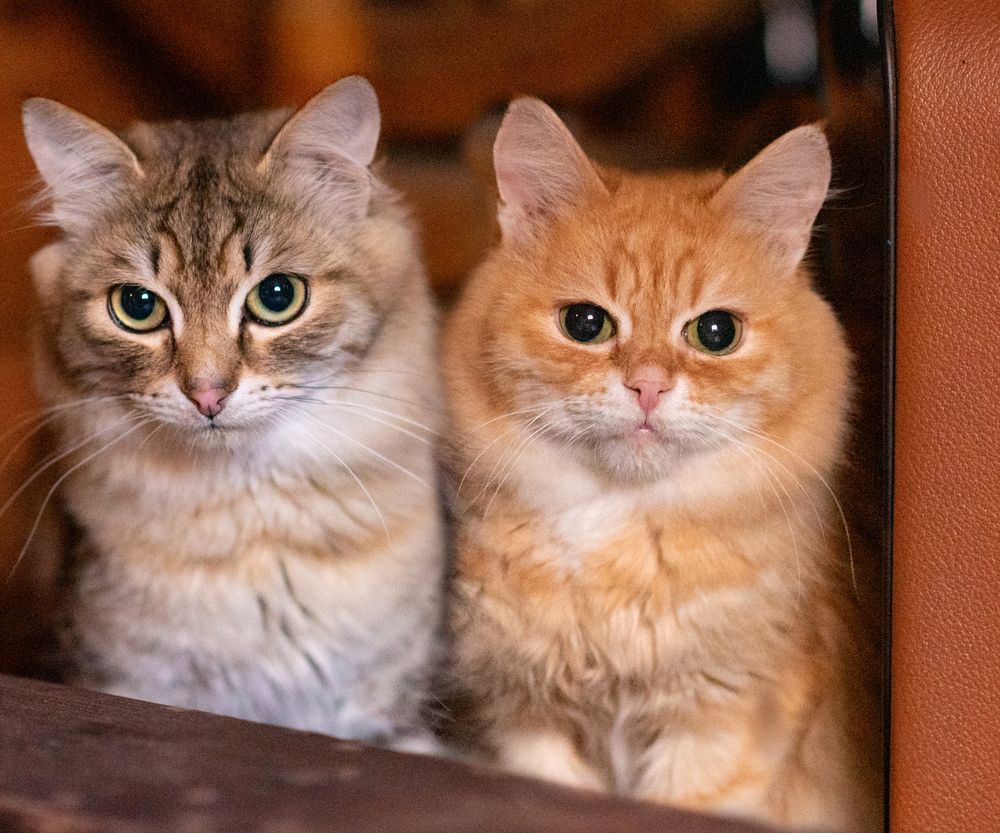 Васенька и Кузя