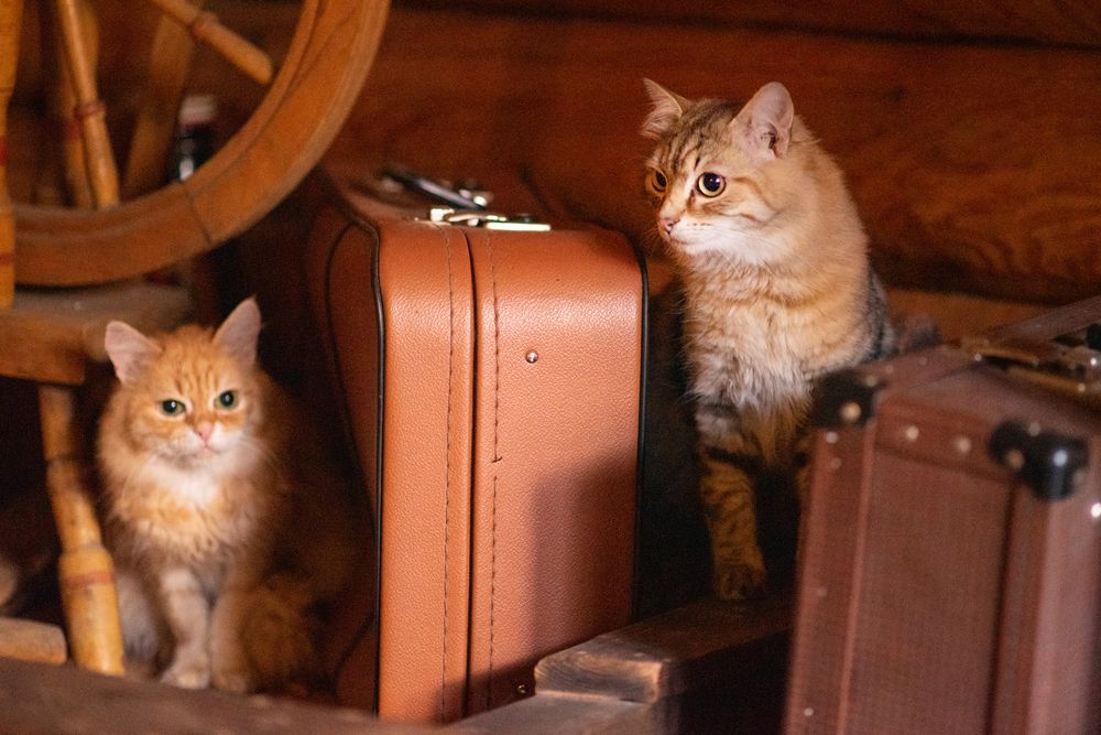 Путешественники