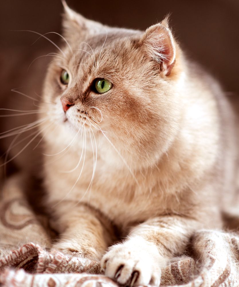 Маркус Петрович