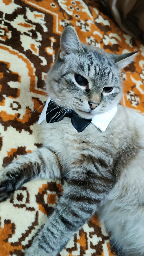 Фотография автора Дарья Петровская