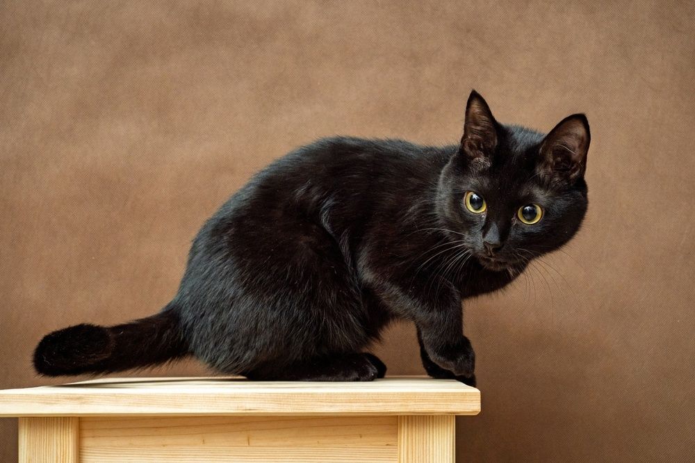 Фотография автора Вадим Серебреников