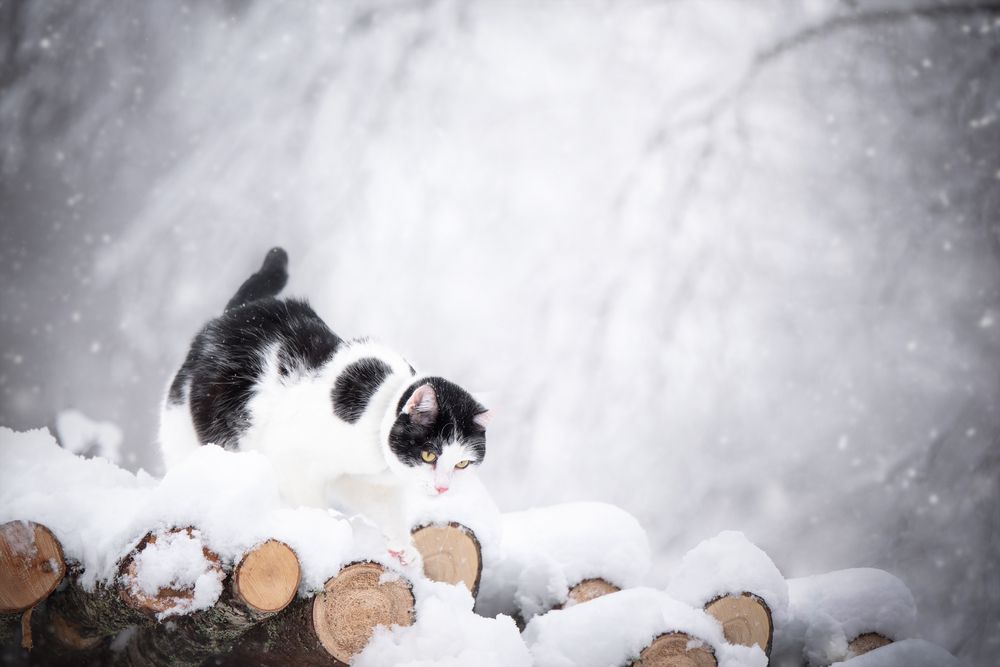 Photograph by Nicol Urbanová