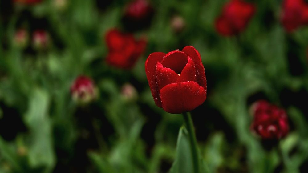 Photograph by Анна Семенова