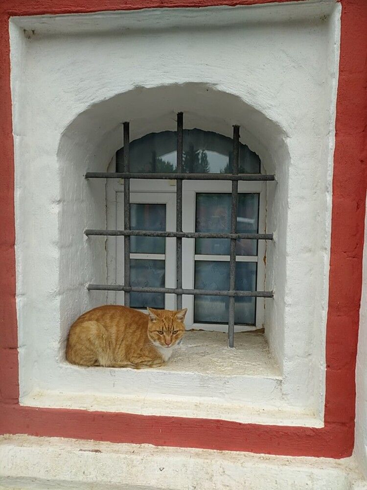 Фотография автора Дарья Петровская