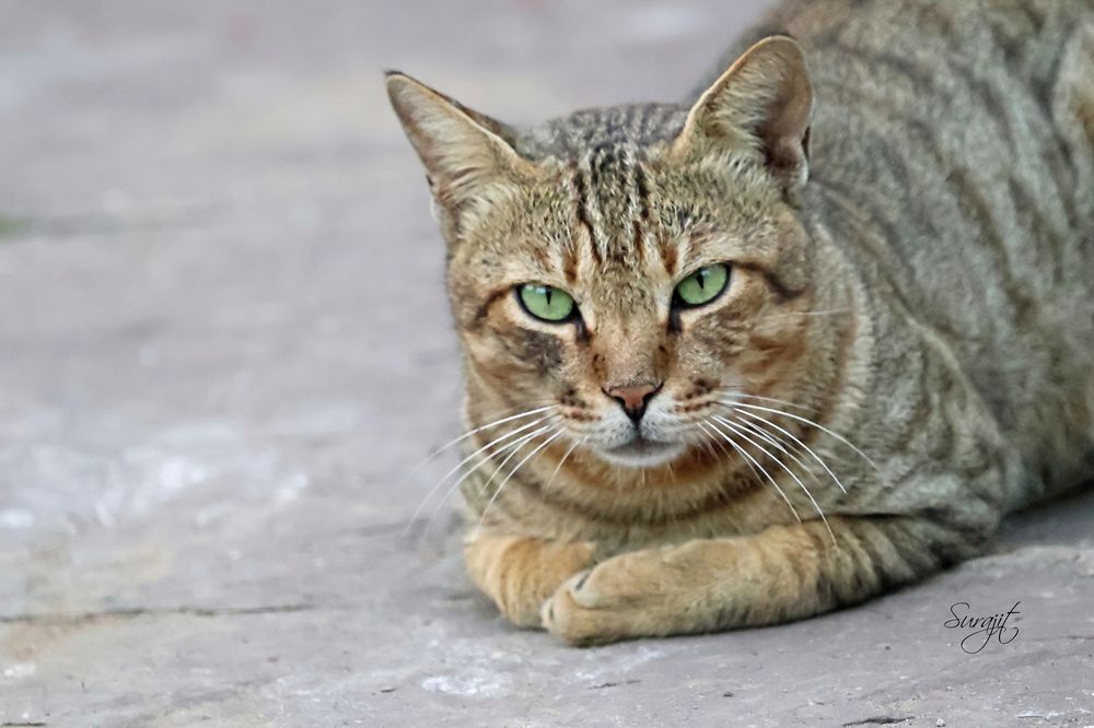 Photograph by Surajit Chattaraj