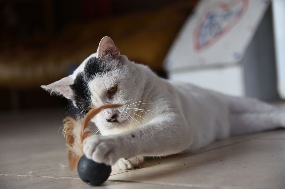 Photograph by Beatriz Games