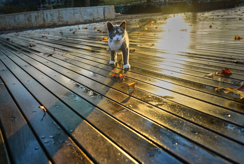 Фотография автора David Solodar