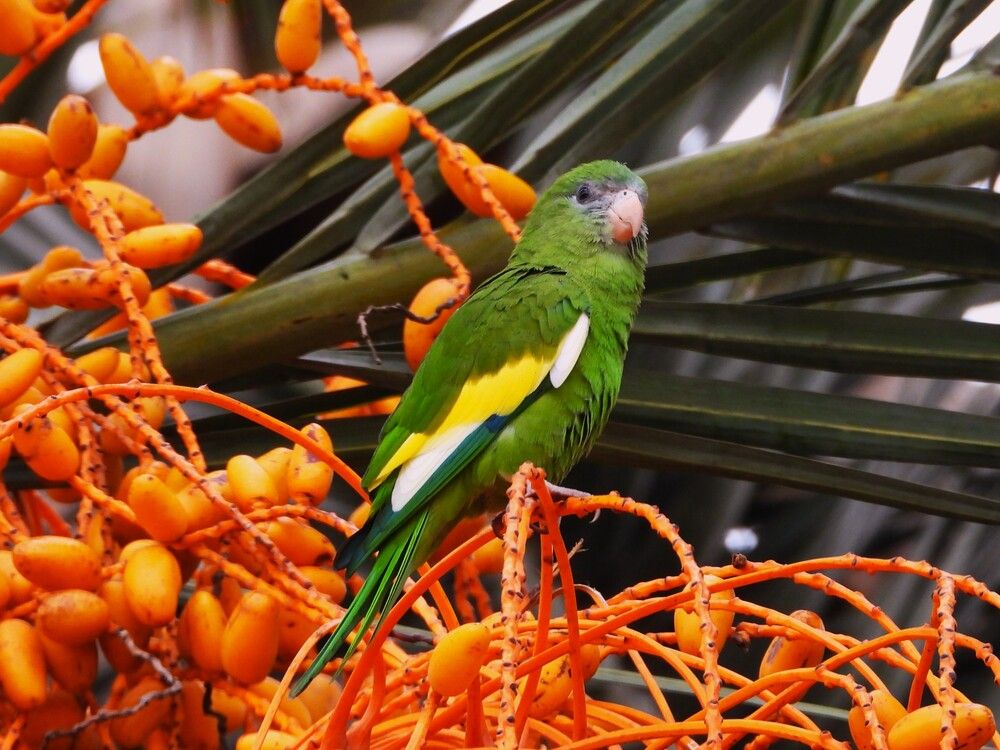 Disfrutar de los dátiles. Enjoy the dates.