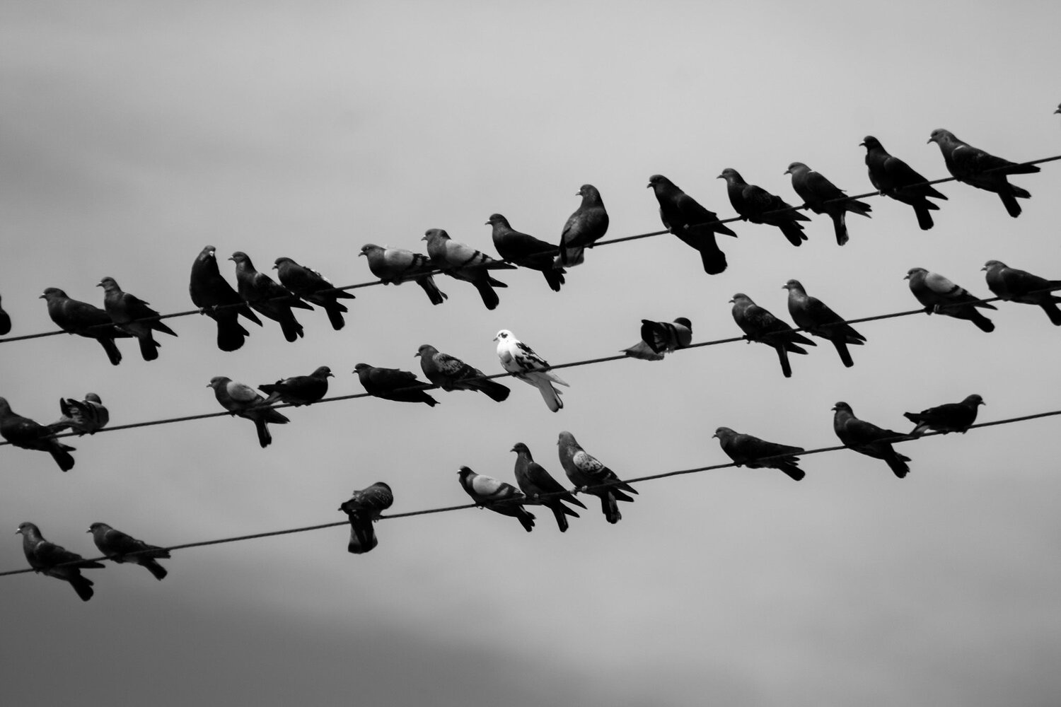 Photo #12237523