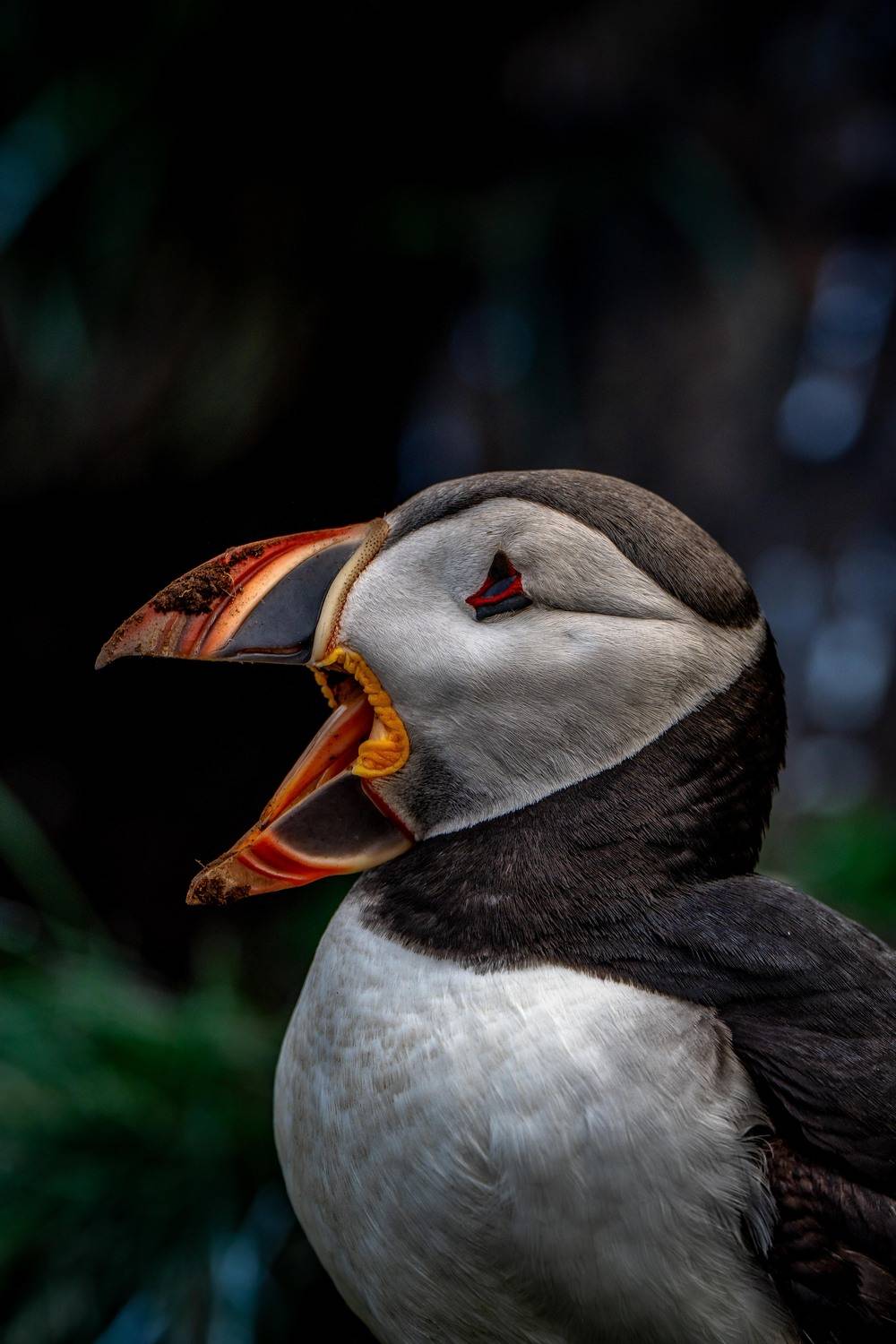 Фотография #12237773