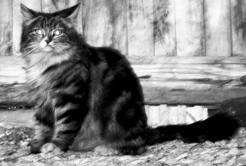 Photograph by mahdi karimi souderjani