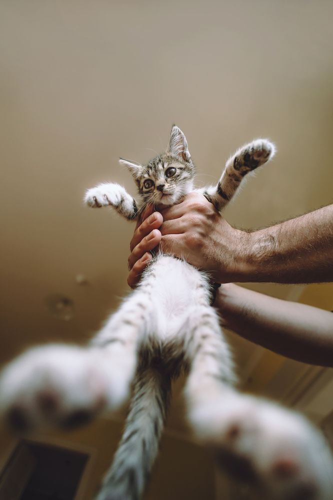 Фотография автора Екатерина Киреева