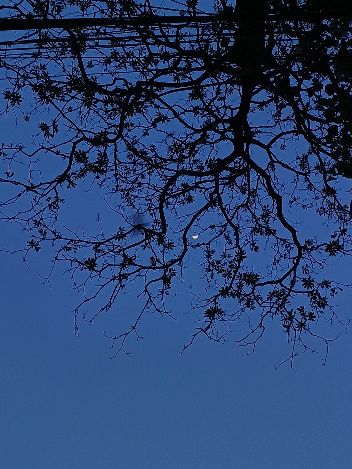 Photo #12237944