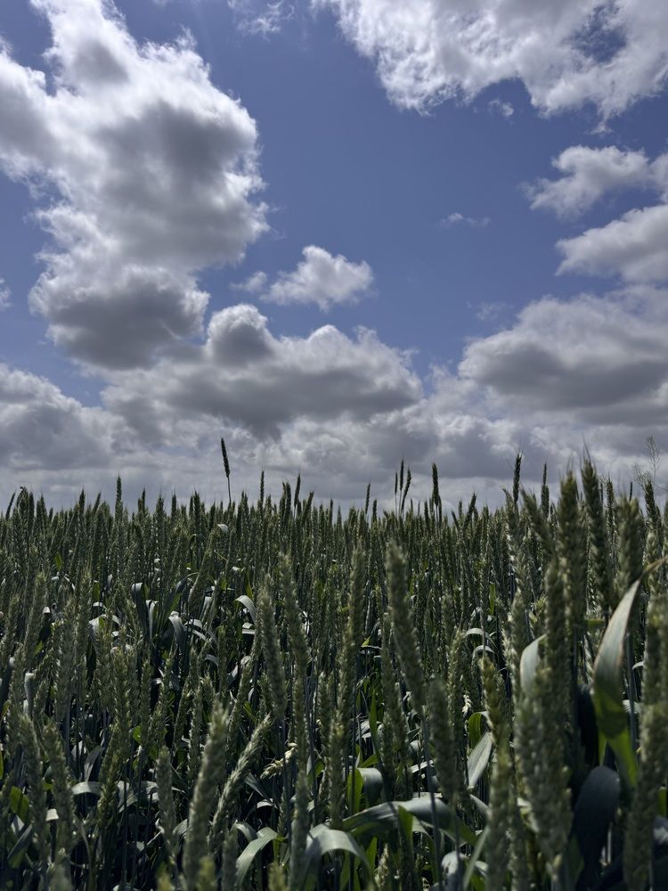 Пшеничные поля