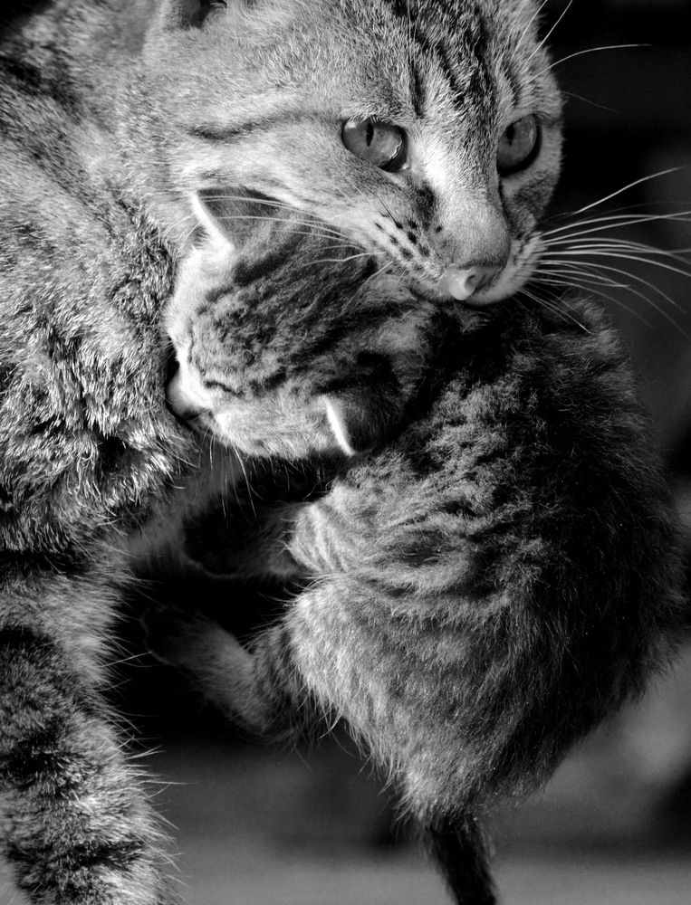 Photograph by Olja Simovic