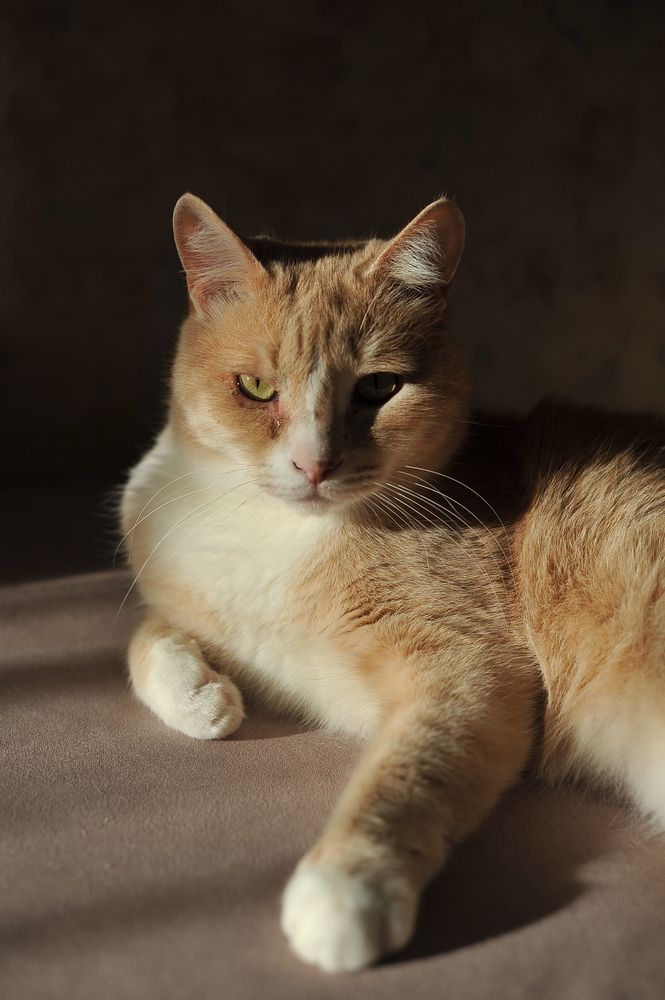 Фотография автора Ольга Пушленкова