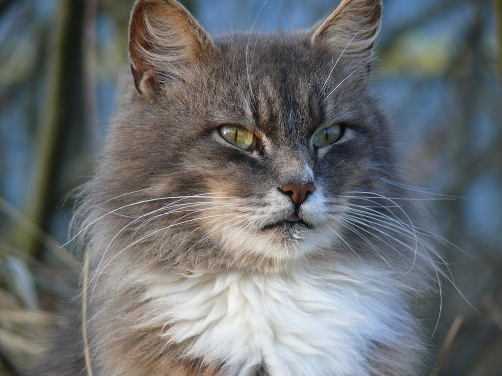 Фотография автора Анатолий Борисов