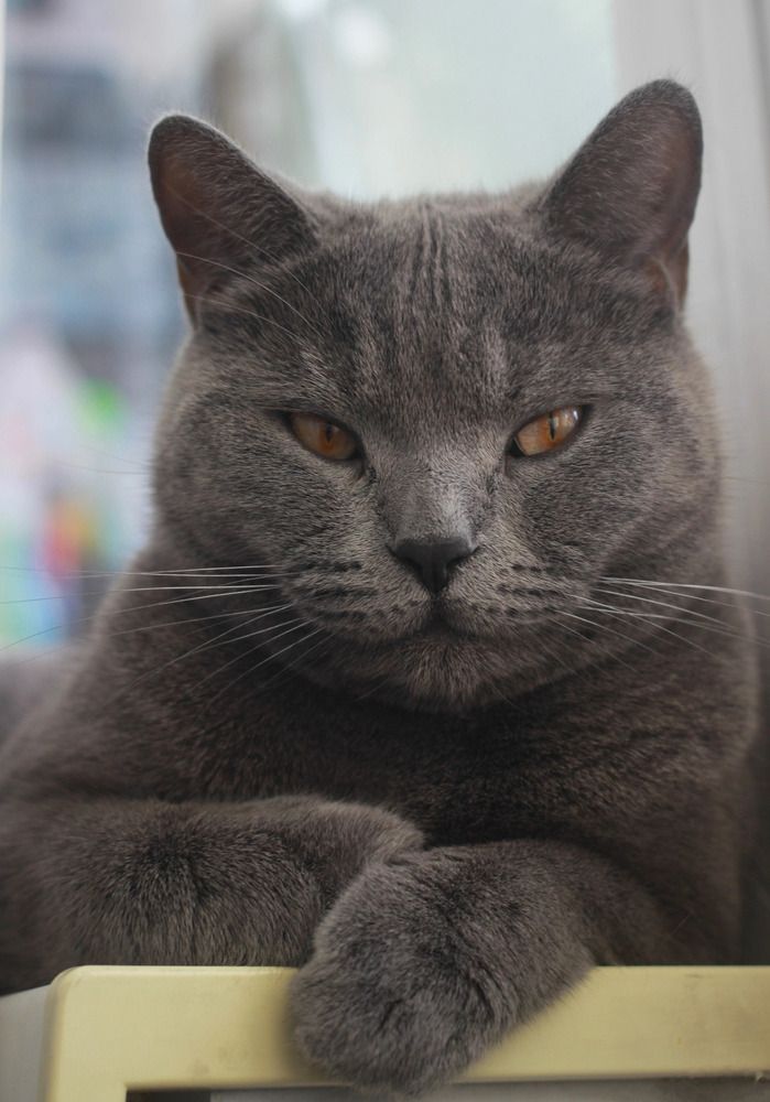 Фотография автора Светлана Терехова