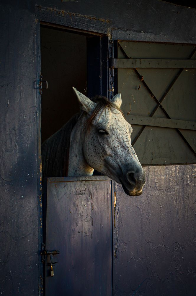 Cavalo no Estábulo