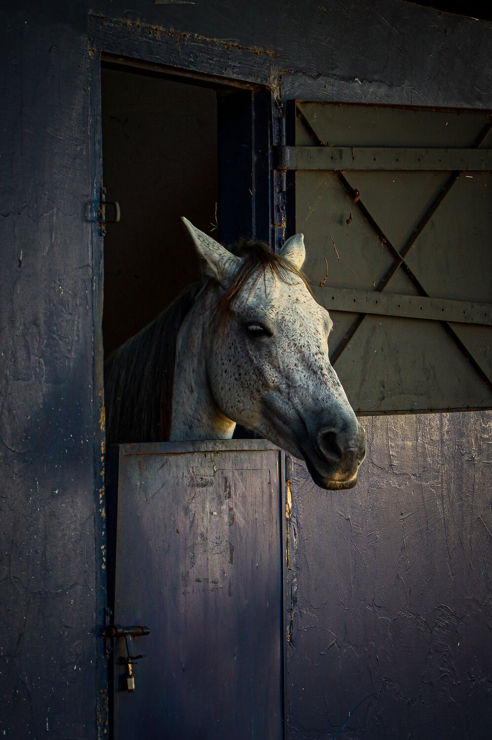 Cavalo no Estábulo