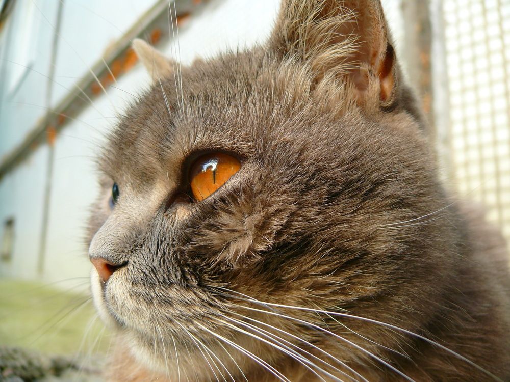 Фотография автора Анатолий Борисов