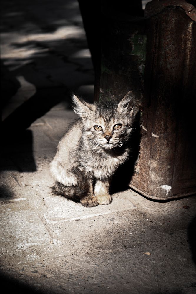 Фотография автора Vishnu Saha