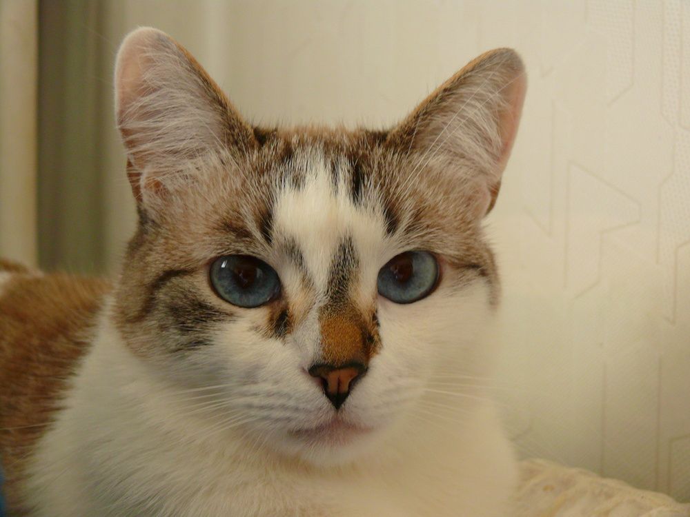 Фотография автора Анатолий Борисов