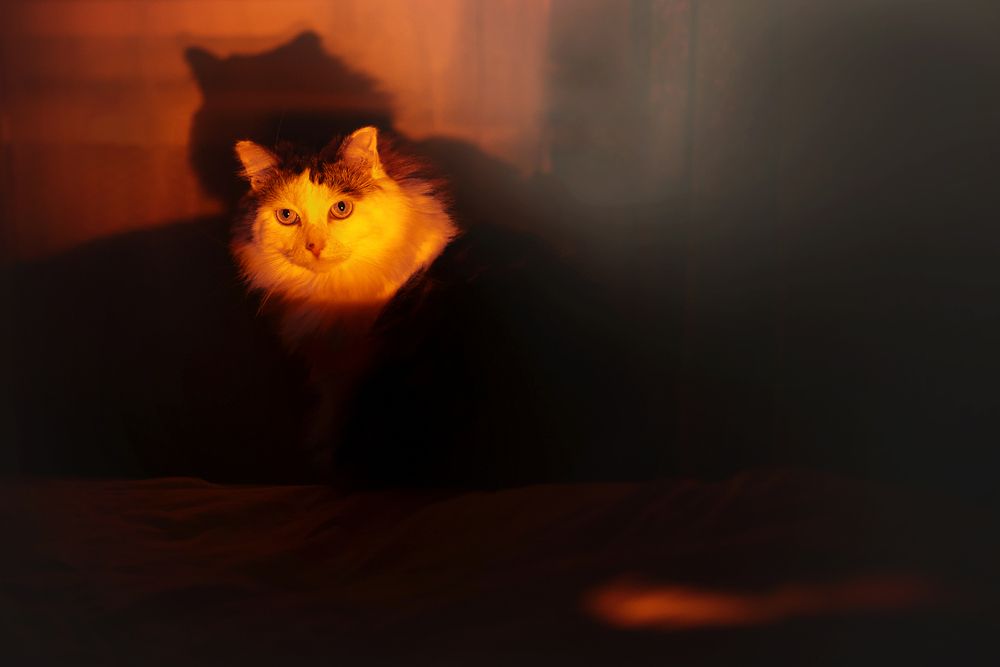 Фотография автора Наталья Почтенная