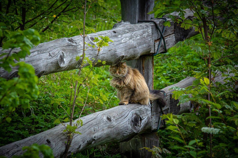 Фотография автора Ильяс Гумеров
