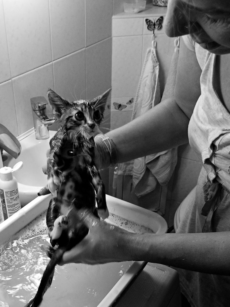 Первое купание (The first swim)