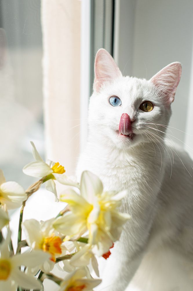 Фотография автора Светлана Дроголюбова