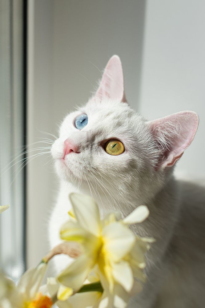 Фотография автора Светлана Дроголюбова