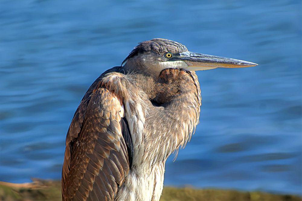 Wild Elegance: A Portrait of a Great Blue Heron