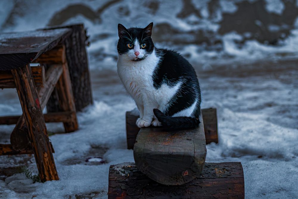 Фотография автора Sergey Smorchkov