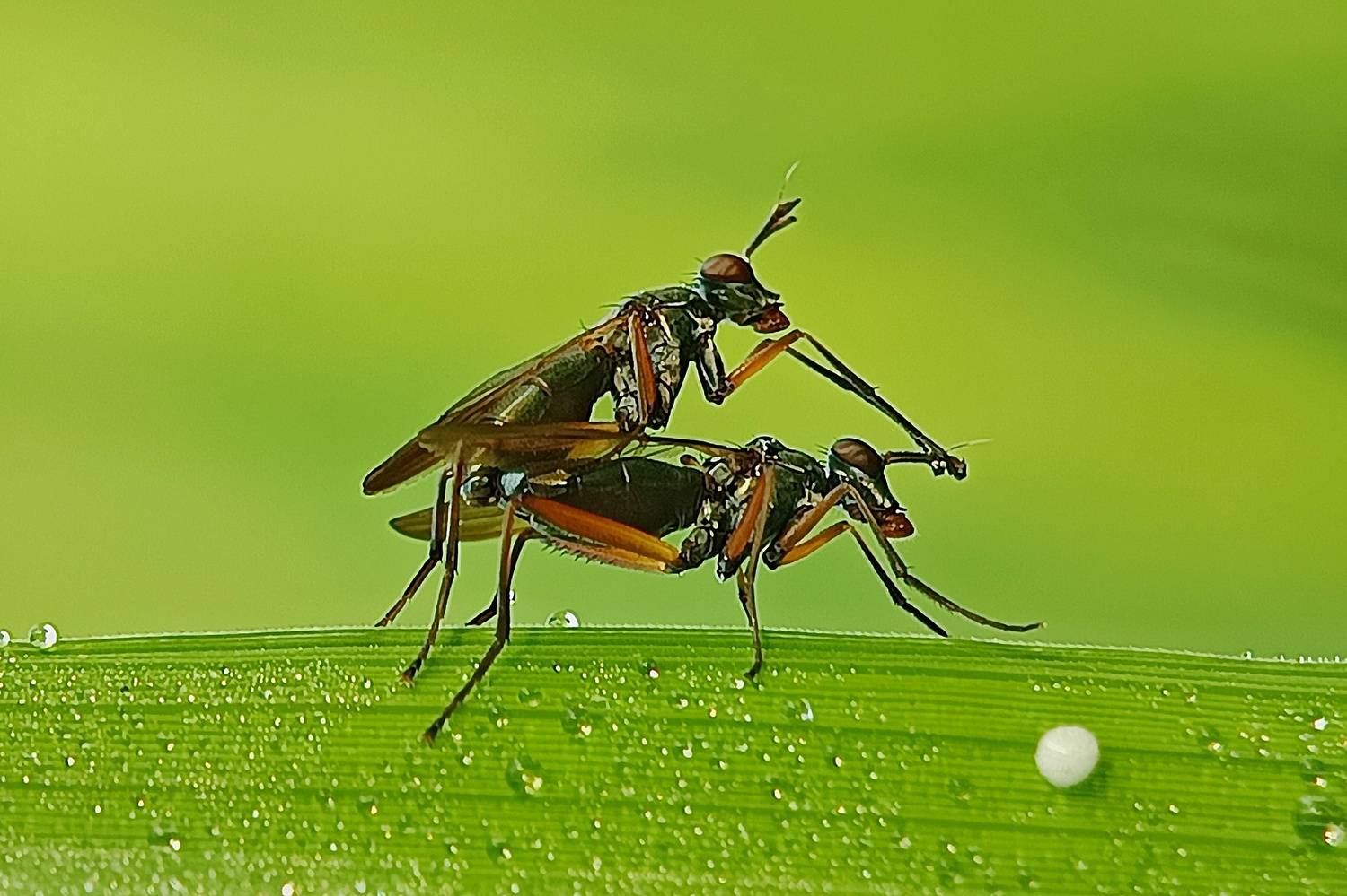 Sepedon sphegea love has the potential to bring joy and positivity to our lives.