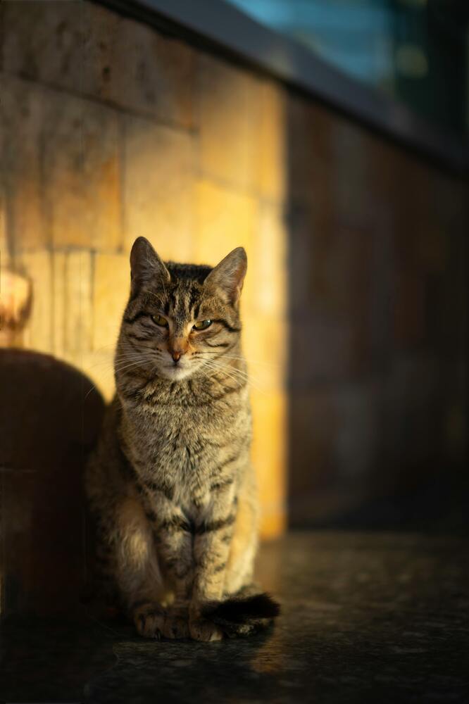 Photograph by Abdurrahim Israfilov