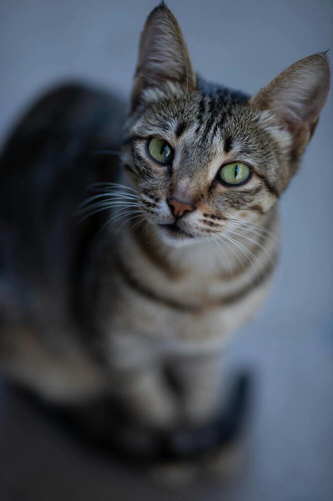 Photograph by Abdurrahim Israfilov