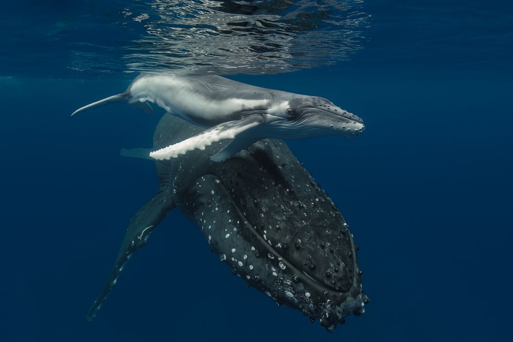 Photograph by ANTON Julien