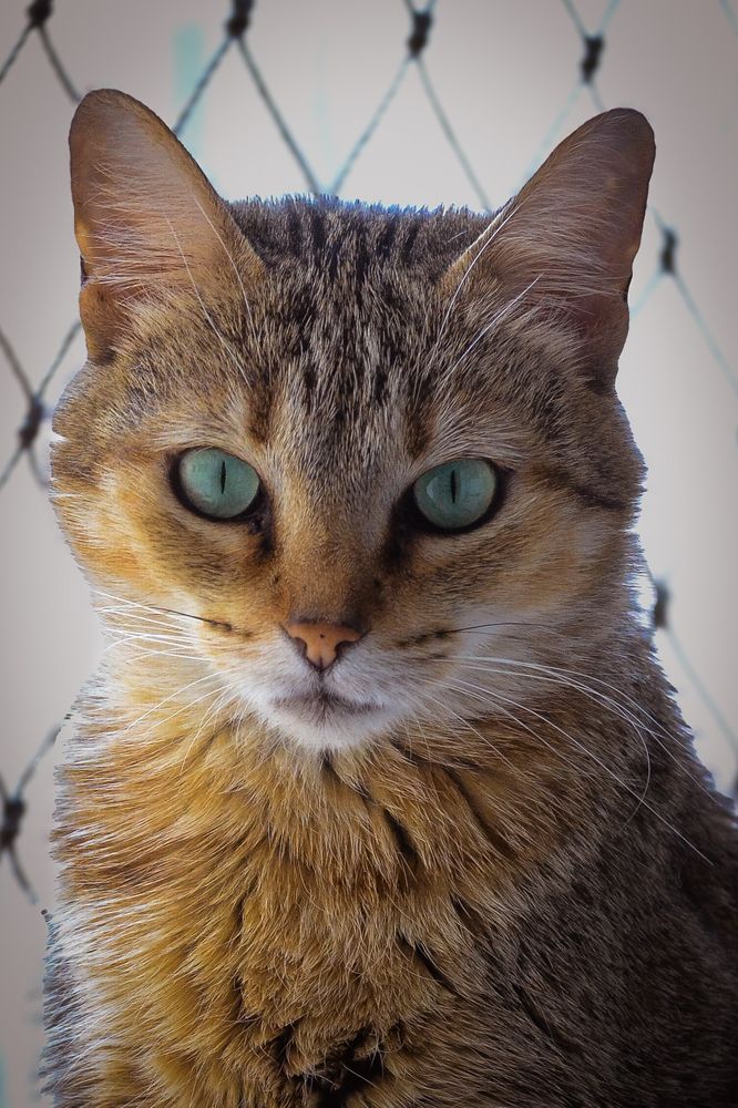 Olhar Esmeralda na Malha Urbana