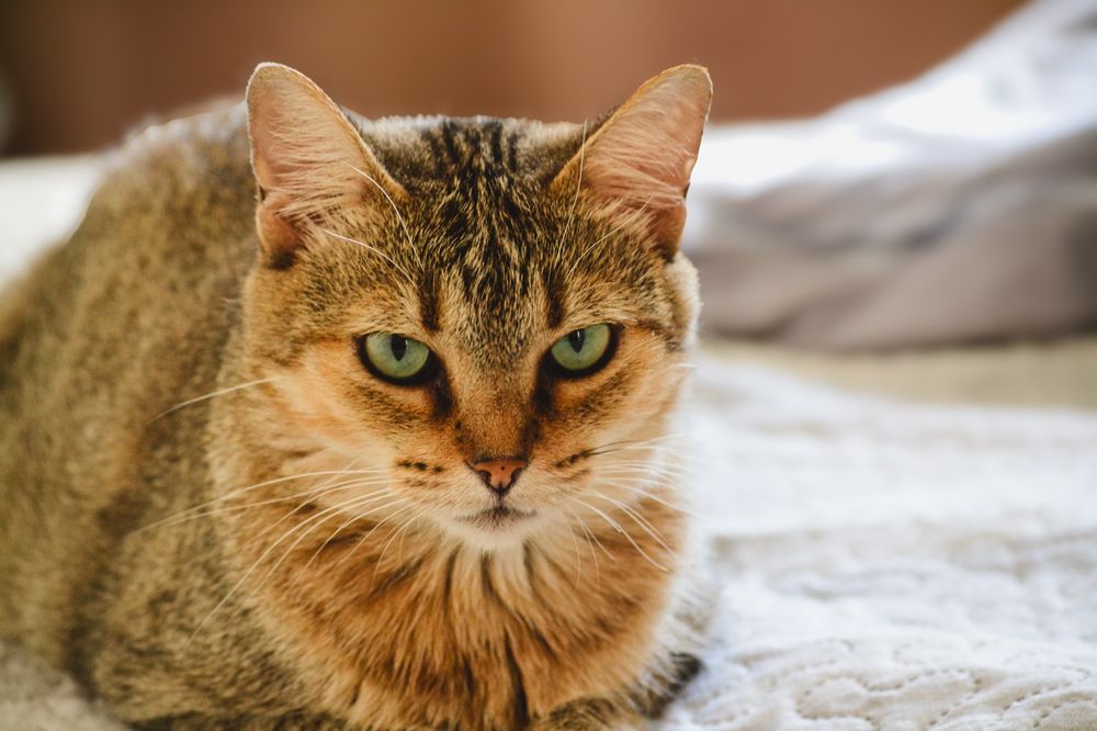 A Calma no Olhar Esmeralda