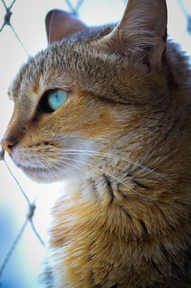 Contemplação Felina: O Olhar Turquesa