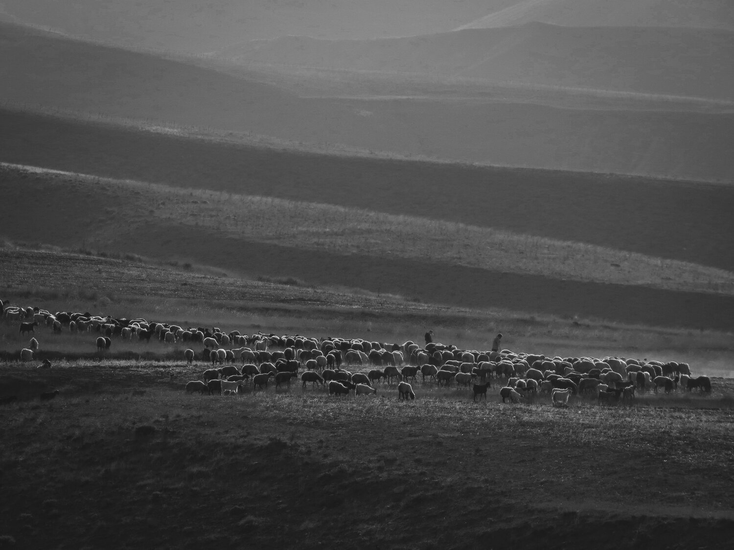 sheeps in the desert