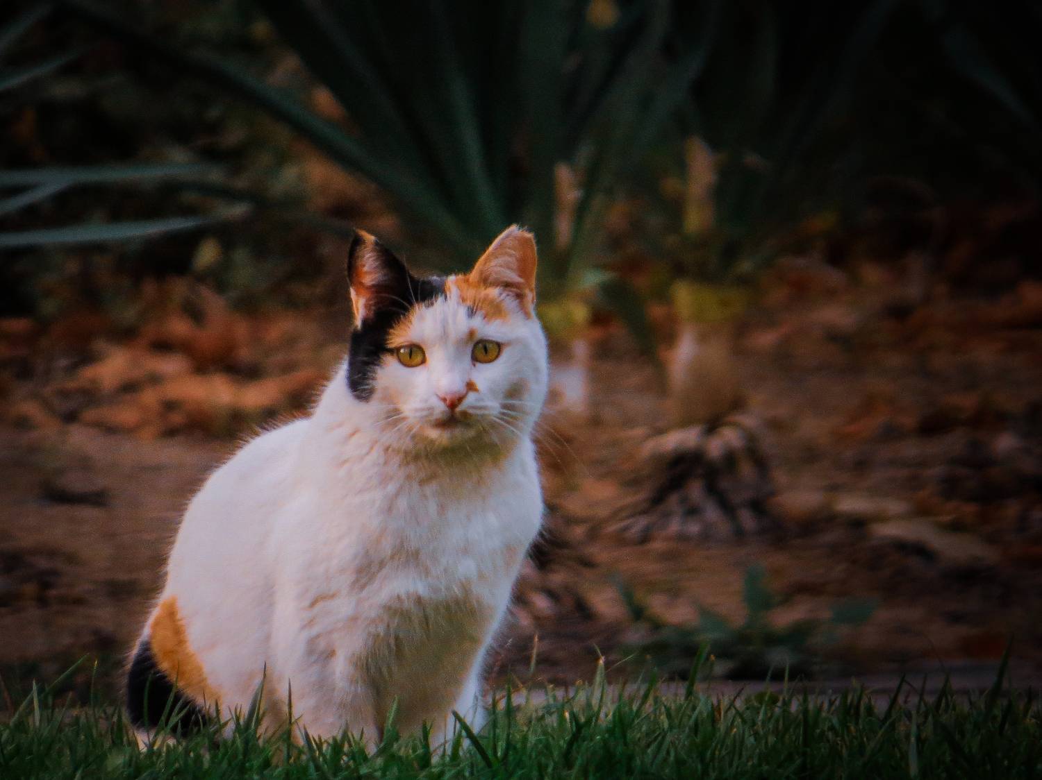 Photo #12238761