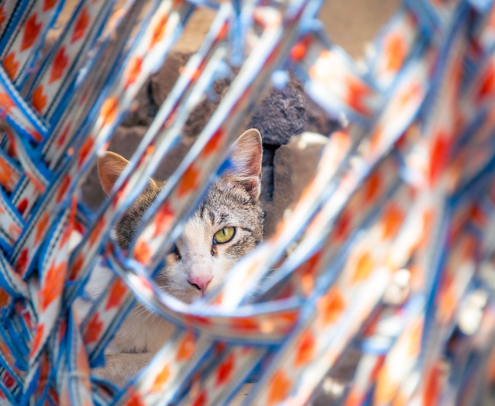 Photograph by Mansoob Haider