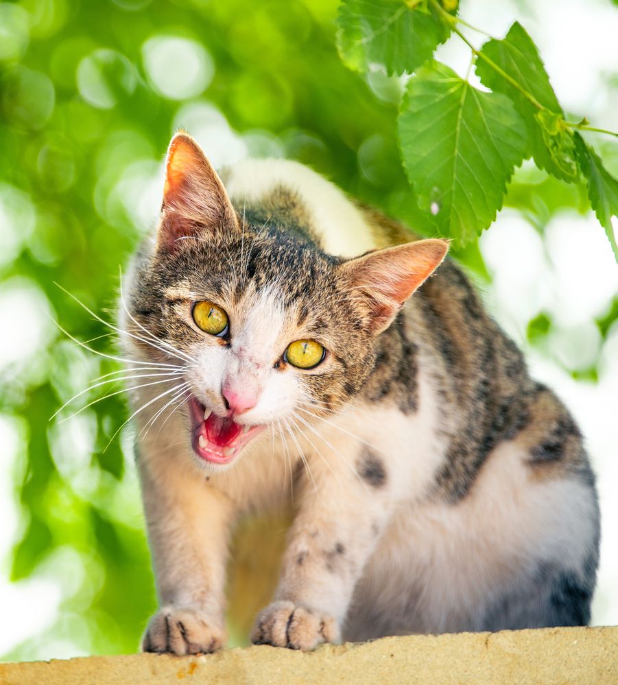 Photograph by Mansoob Haider