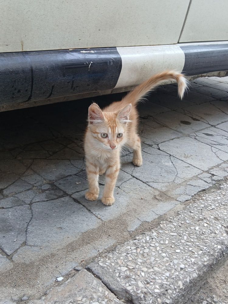 Photograph by Ghada Guertal